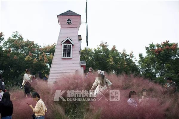 抖音上抖红的花海，竟成了这样…