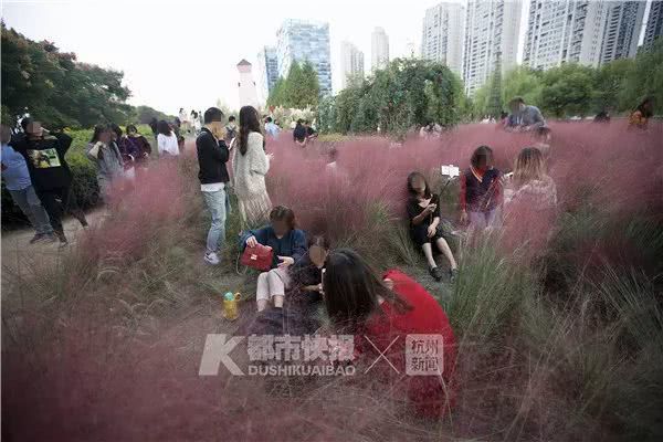 抖音上抖红的花海，竟成了这样…