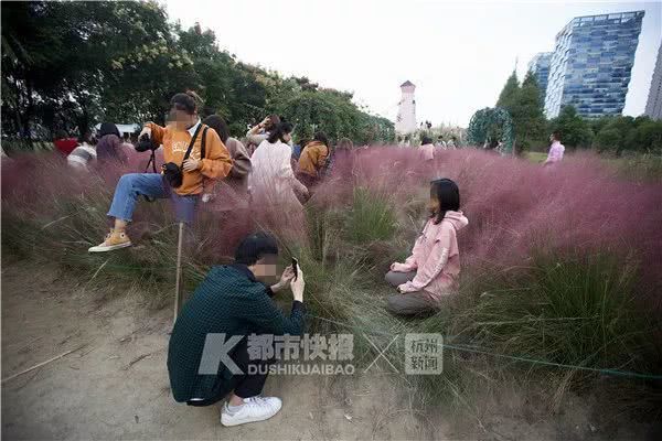 抖音上抖红的花海，竟成了这样…