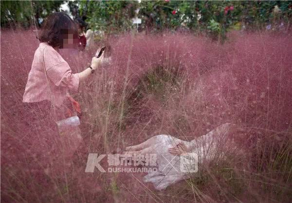 抖音上抖红的花海，竟成了这样…