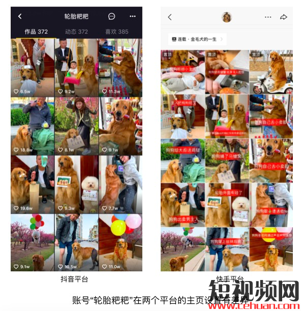 一个月抖音涨粉246万！宠物类短视频如何快速吸引眼球？插图6