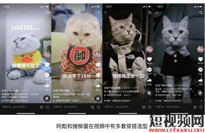 一个月抖音涨粉246万！宠物类短视频如何快速吸引眼球？插图1