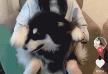 为什么抖音会让男女老少刷到停不下来？-TikTok培训