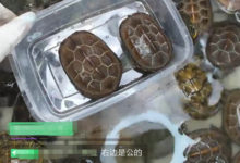 85后宝妈抖音直播卖龟年入千万，直播带货的多样玩法！-TikTok培训